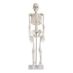 Esqueleto Humano 1,70cm com pedestal e rodas para estudos